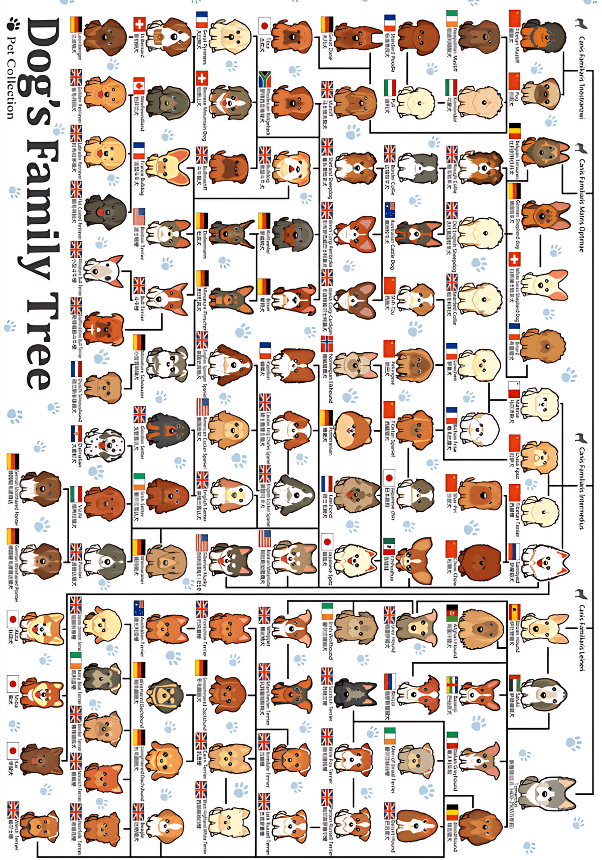 Dog’s Family | Botop Blackcard | 300 Piece Puzzle | Jigsaw Puzzle - Mystery Matrix